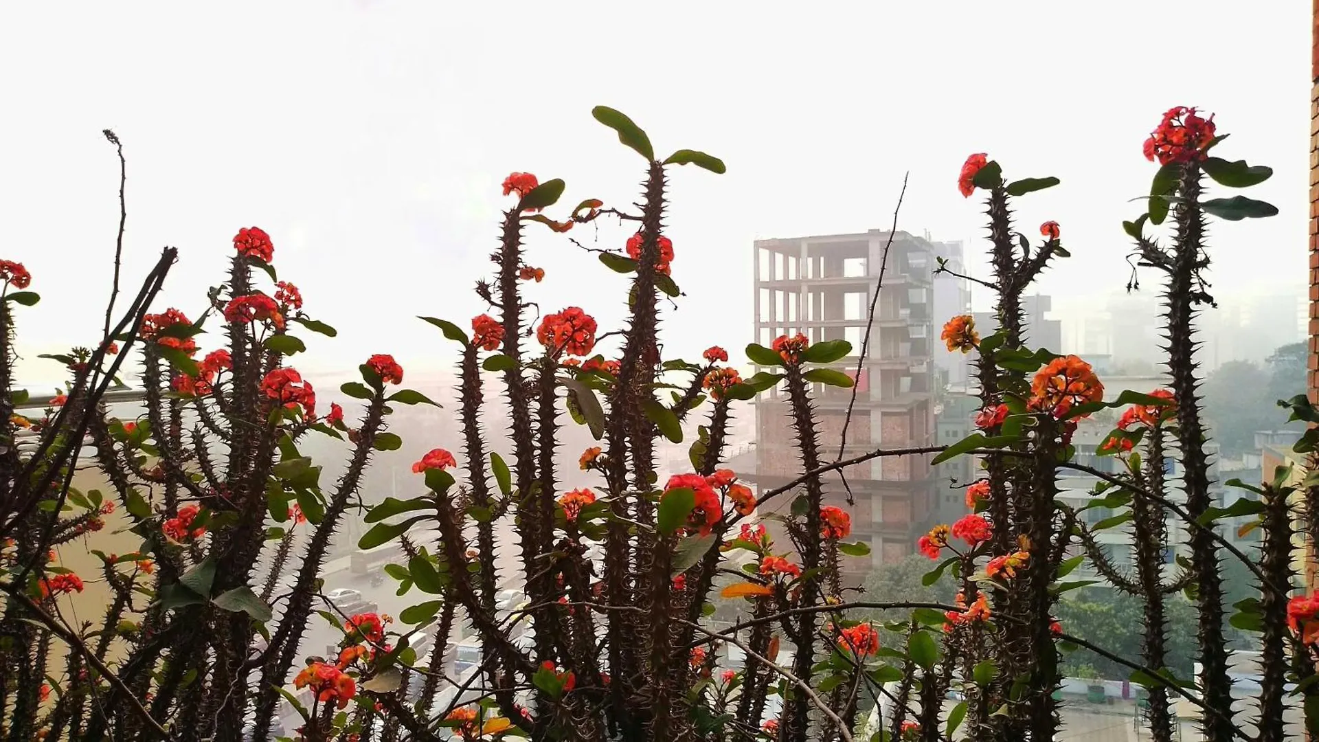 Hotel Afford Inn Dhaka